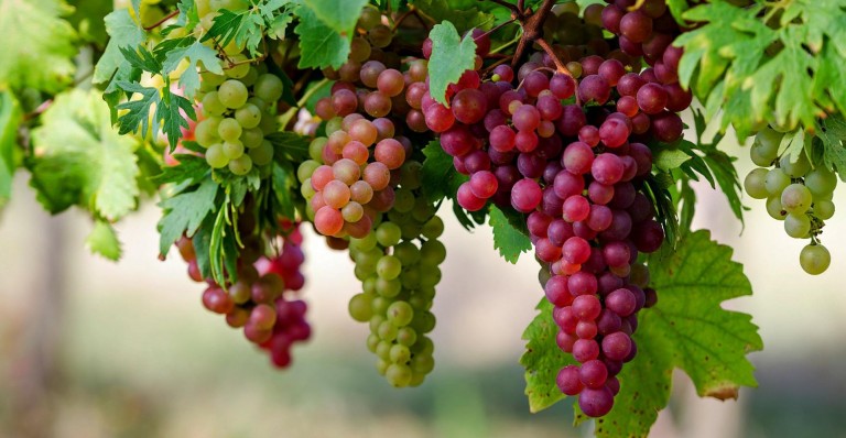 Grapes on vine