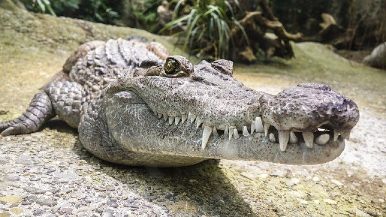 An open-mouthed crocodile at the lakeside