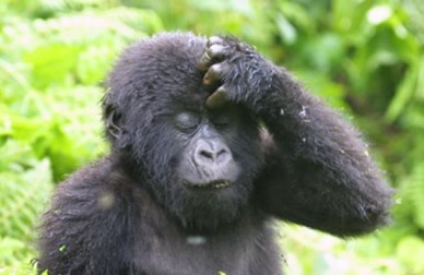 A confused monkey