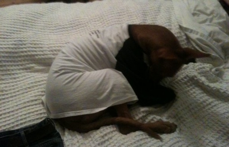 Ronnie the dog snoozing