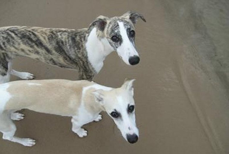 Greyhounds