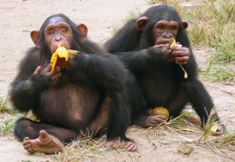 Chimps eating bananas