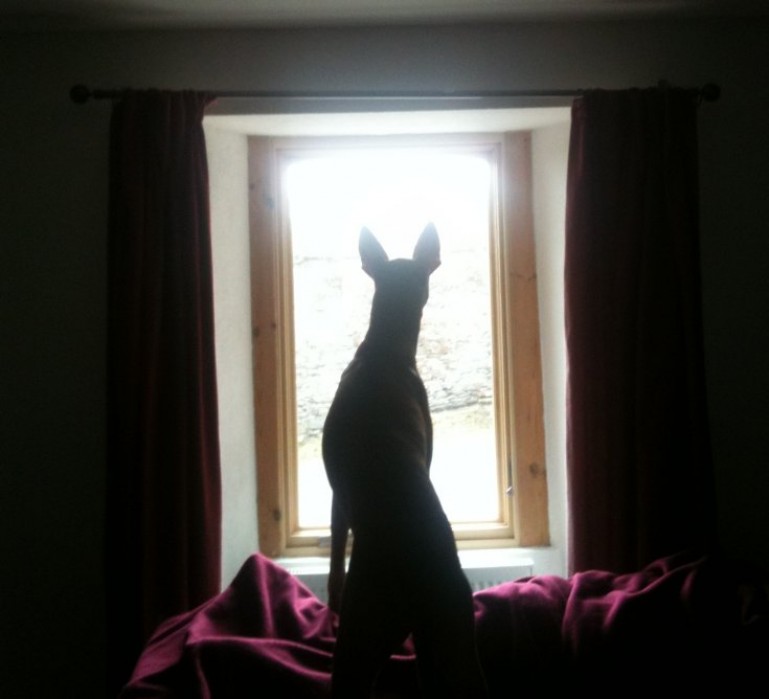 Dog Looking out of Window