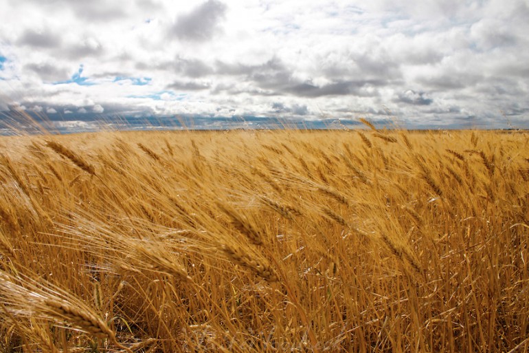 Field of wheat blowing in the wind