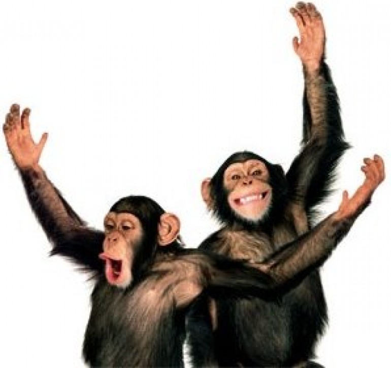 Chimps