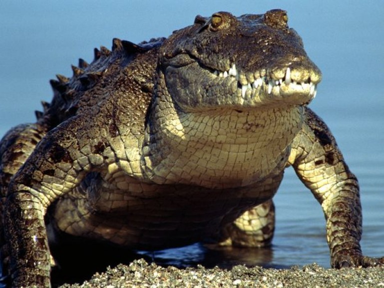 A hungry crocodile