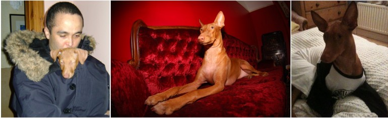 Ronnie the dog