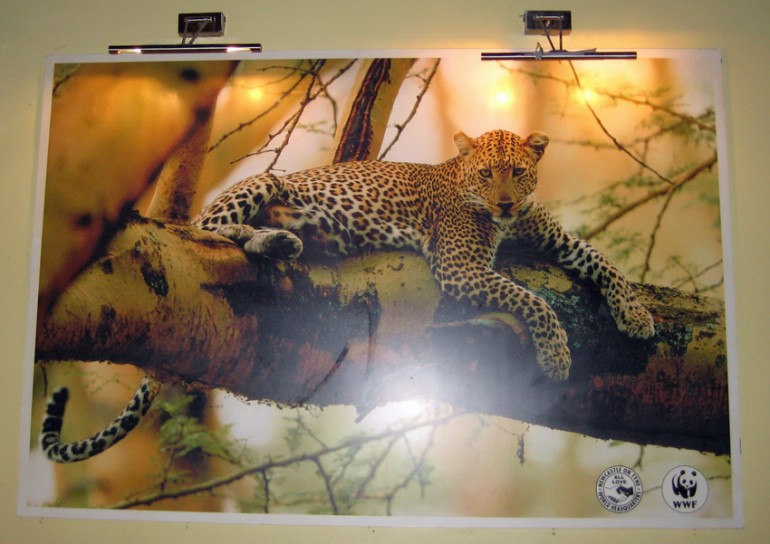 Poster of a leopard sitting in a tree