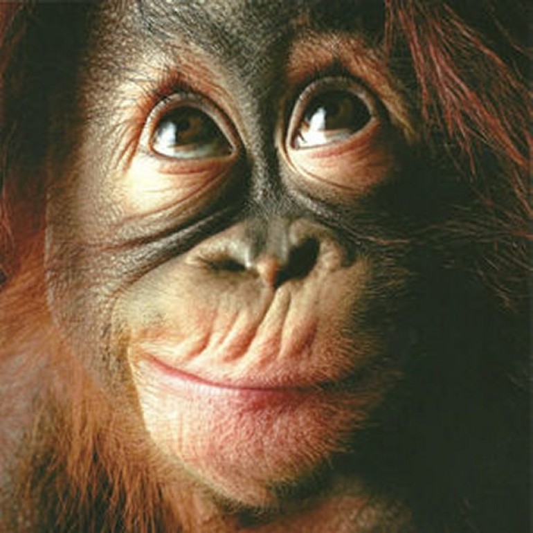 A happy looking orangutang
