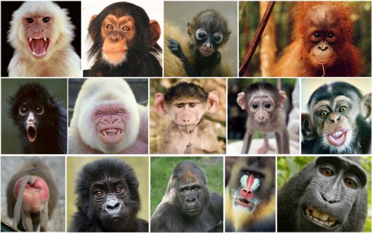 Collage of different species of monkey
