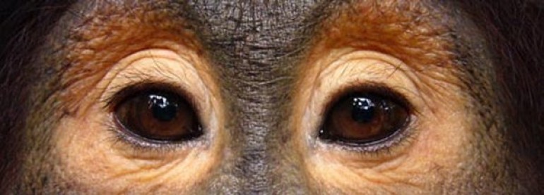 Close up photo of a chimp's eyes