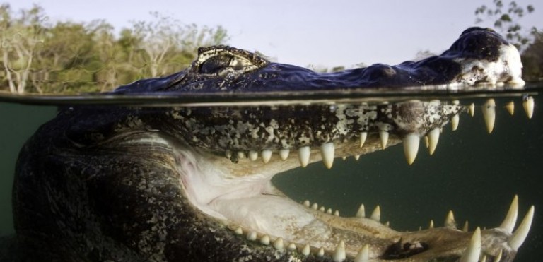 Crocodile half submerged in water